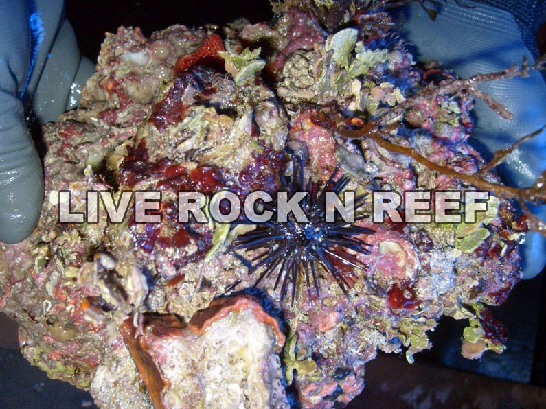 florida live rock shipping included